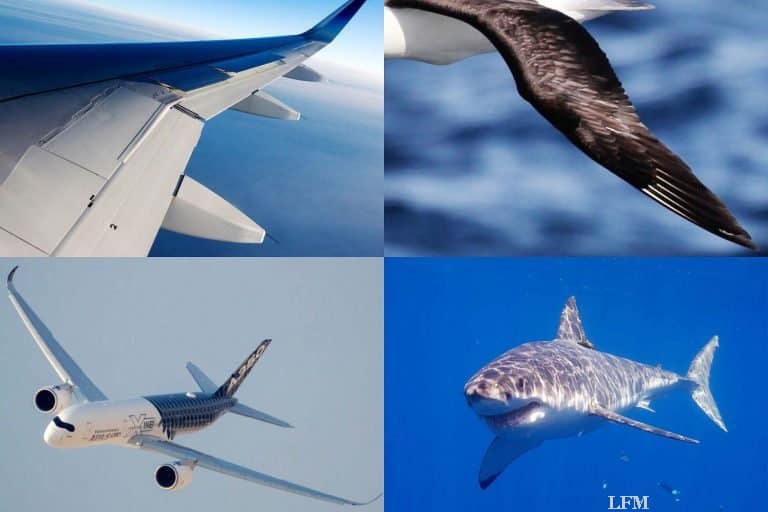 Airbus will für Flugzeuge mehr von der Natur lernen