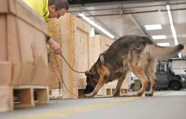 Luftfracht-Überprüfung durch eigene Spürhunde am Fraport
