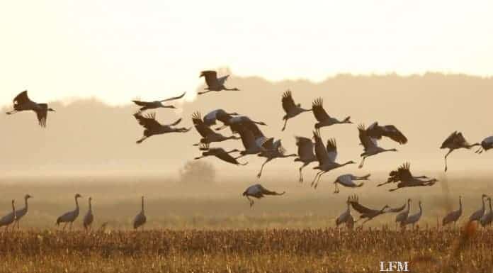 Lufthansa half bei Graukranich-Wiederansiedlung