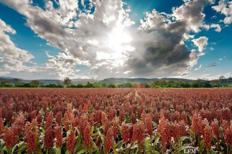 Boeing und SAA starten Kompetenz-Programme für Bio-Kraftstofferzeugung