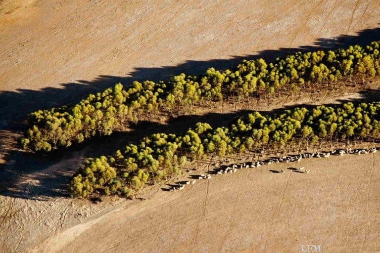 Mallee-Eukalyptusbäume für nachhaltigen Flugkraftstoff