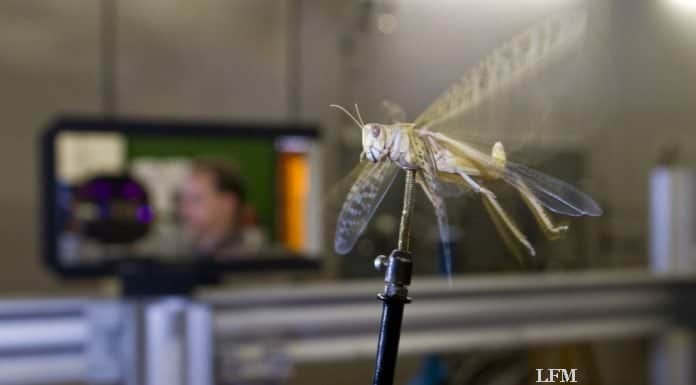 Von Insekten lernen – Wanderheutschreken im Windkanal