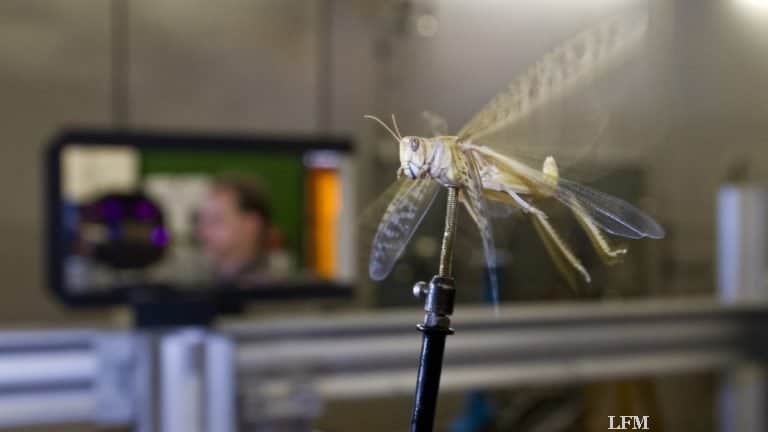 Von Insekten lernen – Wanderheutschreken im Windkanal