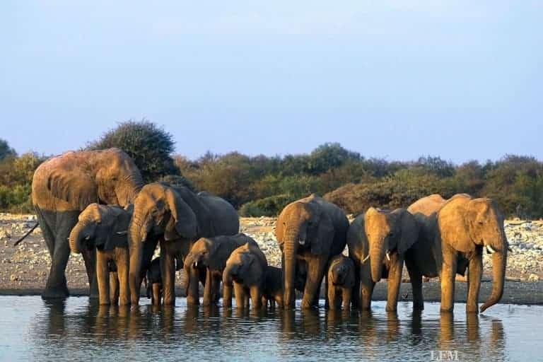Condor mit Anschlüssen durch Air Namibia