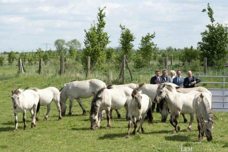 Flughafen BER schafft Platz fürs Liebenthaler Pferd