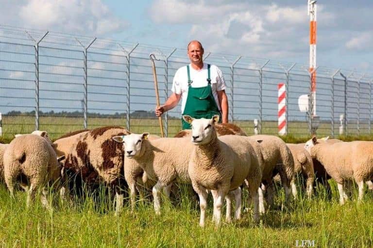 Schafe pflegen Grünflächen des Flughafens Hamburg