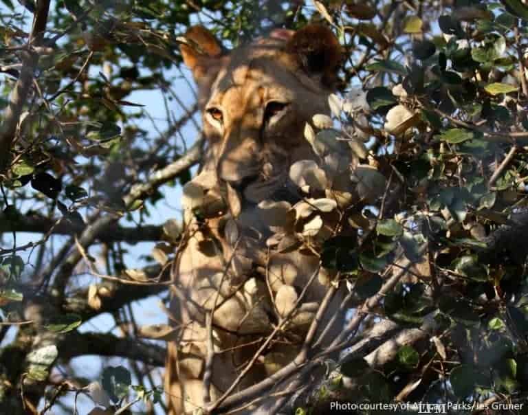 Löwen per Luftfracht transportiert