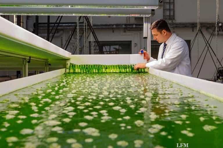 Algenforschungsanlage eröffnet: Rohstoffe für Biokerosin