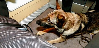 Spürhunde am Flughafen Frankfurt