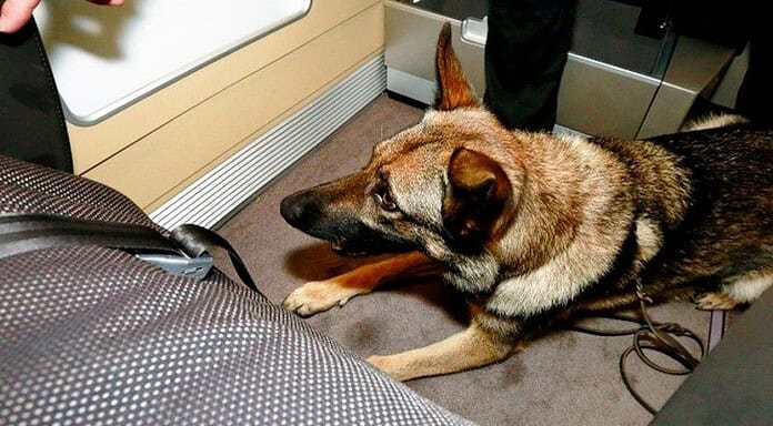 Spürhunde am Flughafen Frankfurt