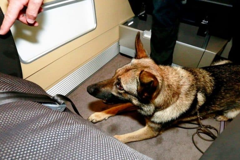 Spürhunde am Flughafen Frankfurt