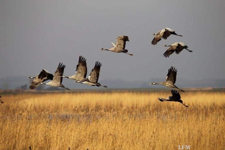 Lufthansa: 25 Jahre beim Kranichschutz aktiv