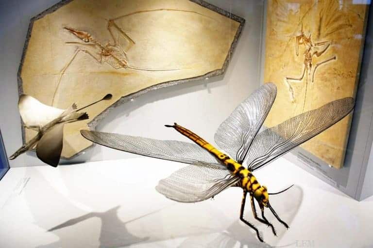 Naturausstellung zur Evolution des Fluges am Fraport