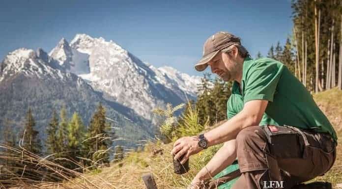 Tannen kompensieren CO2-Ausstoß
