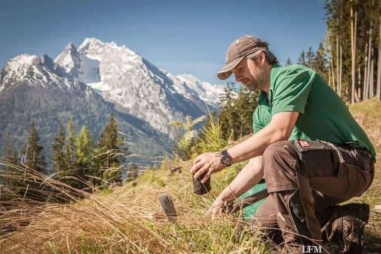 Tannen kompensieren CO2-Ausstoß