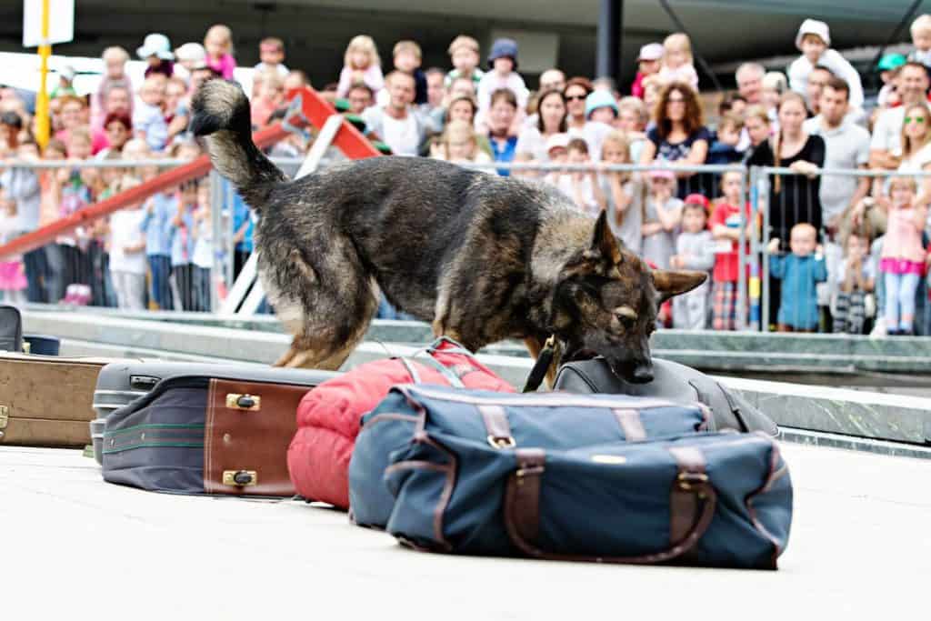 Familienfest am Flughafen Stuttgart