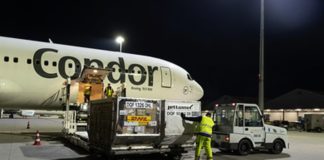 Condor Boeing 767 im Auftrag von DHL Express am Flughafen Halle